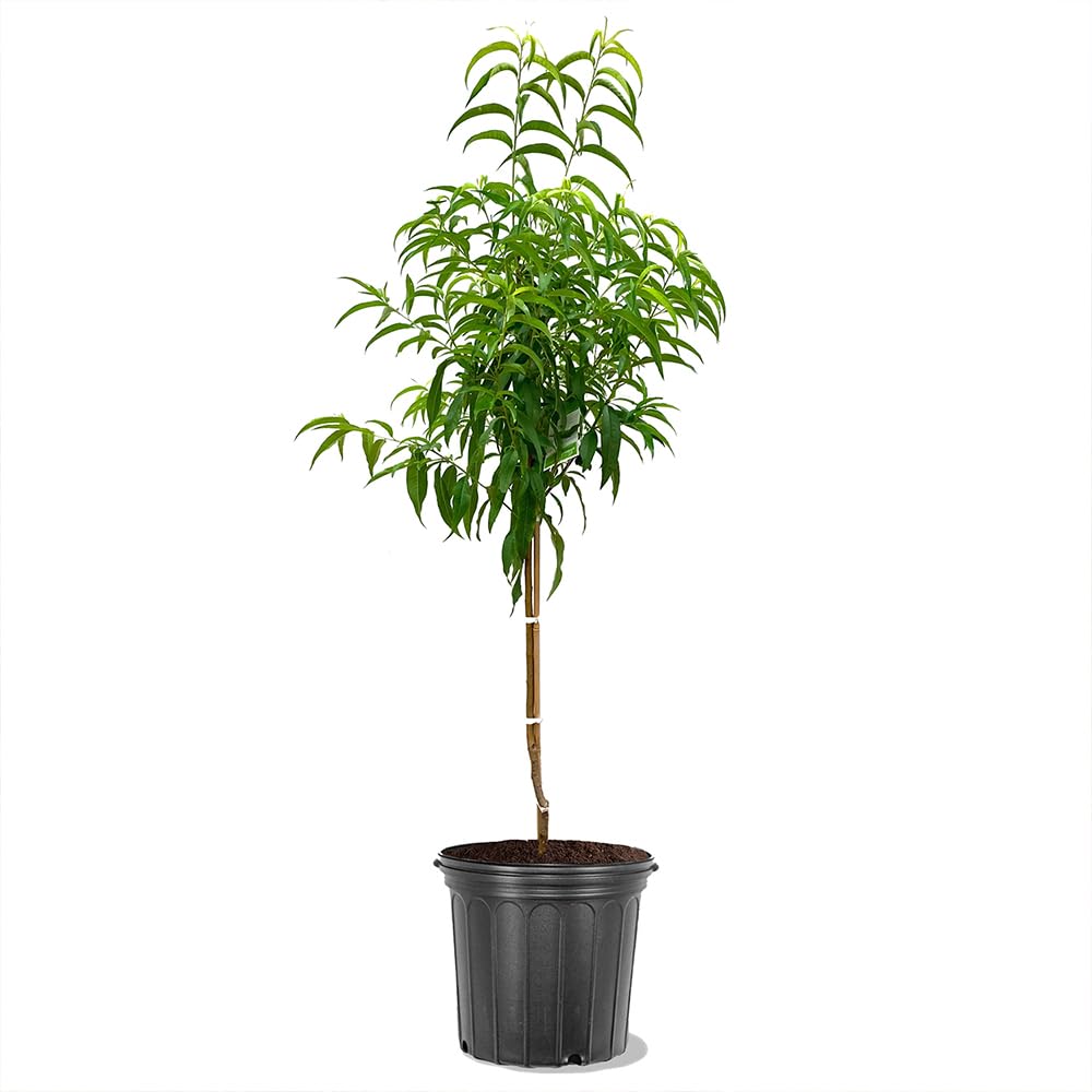 Amazon.com : Crimson Lady Peach Tree, Vibrant Color, Luscious